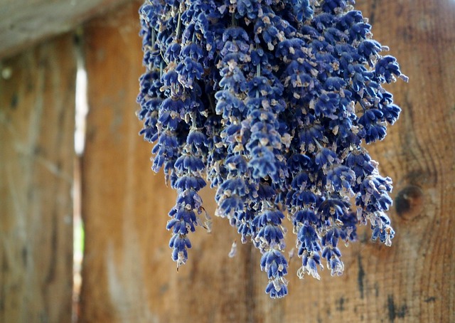 Lavender Drying upside down