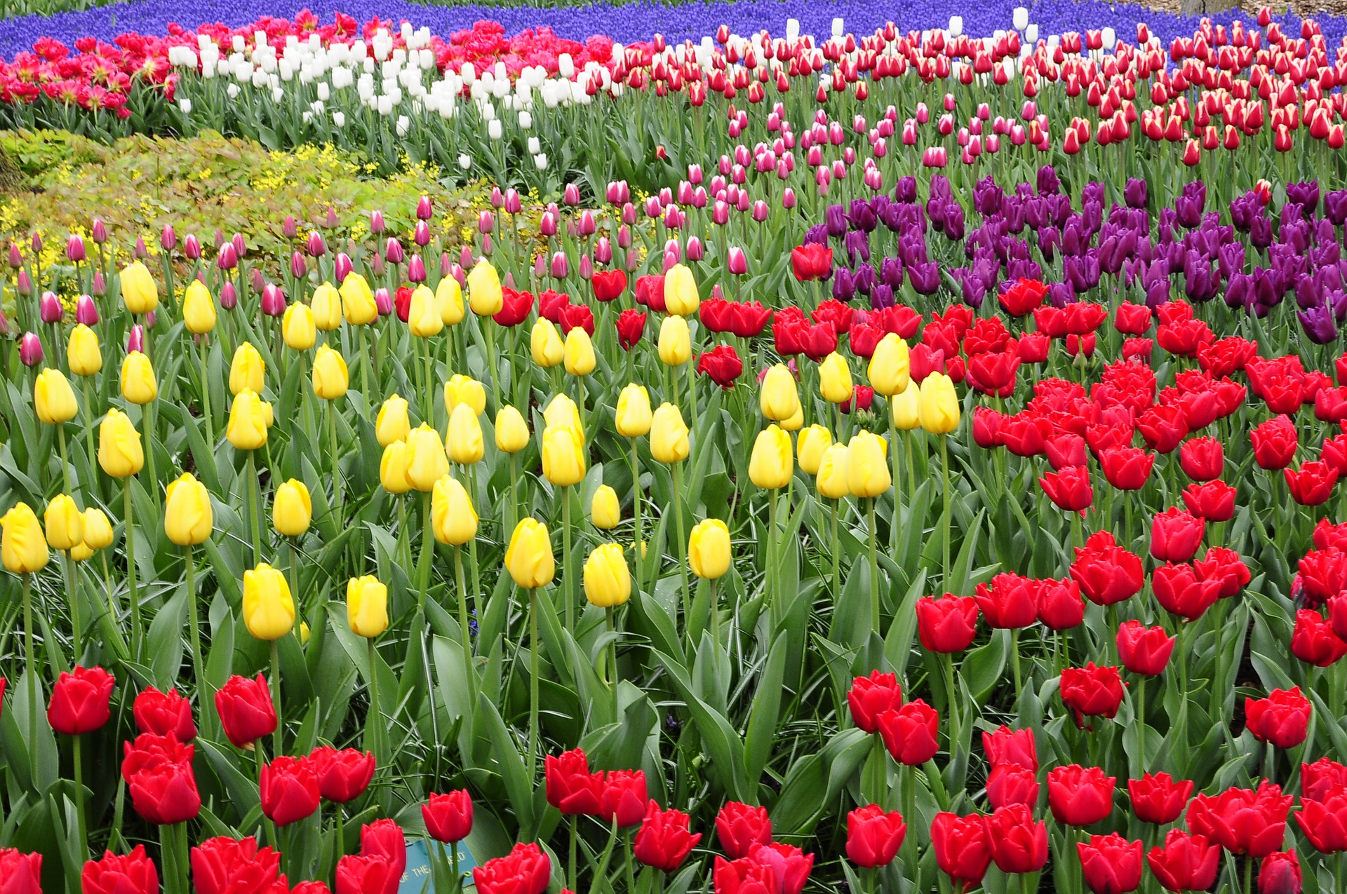 Tulips in Amsterdam